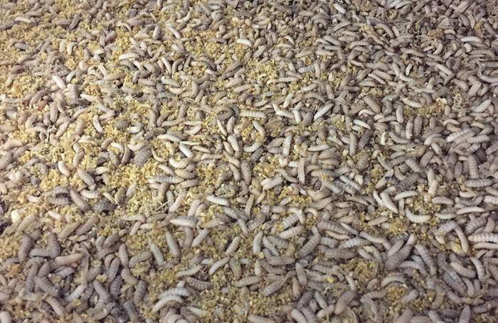 Panel: Demand for insect meal exceeds global production