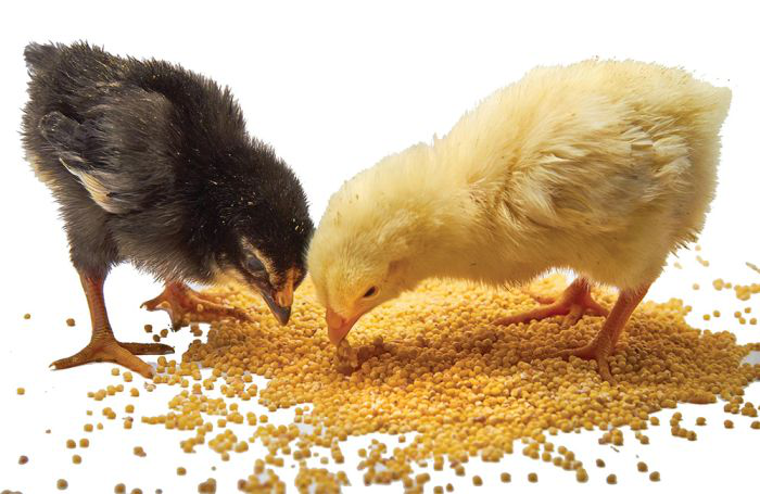 Critical junctures in early chick nutrition confirmed