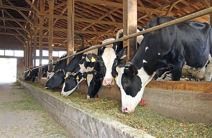 Best practices for feeding canola meal to dairy cows