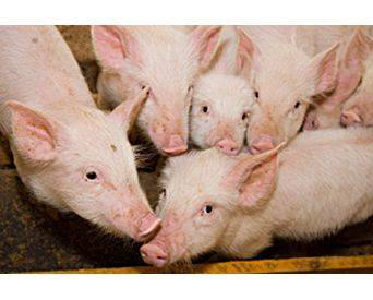 Replacing expensive lactose in piglet feeds