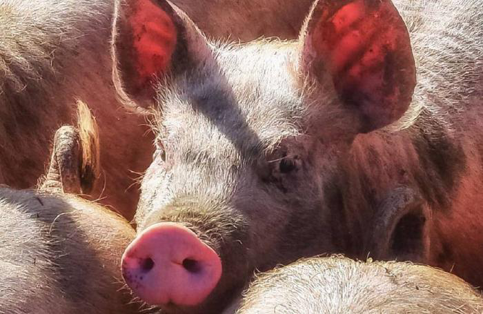 Germany reports African swine fever on 2 more farms