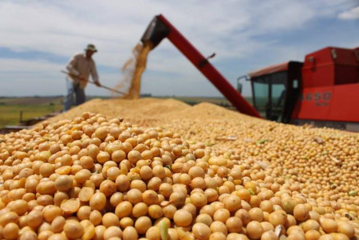 Brazil to produce more soybeans and less corn in 2015/2016