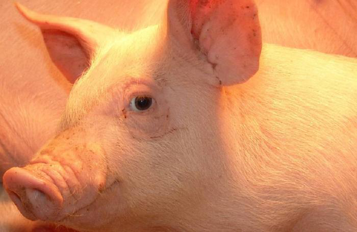 New pork, aquaculture investments by New Hope Group - Feed Strategy