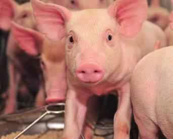Tips for feeding newborn piglets that are small for their age