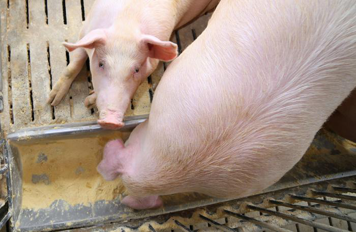 8 tips to improve sow feed intake, performance