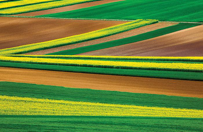 How processing, variety affect rapeseed nutrient content