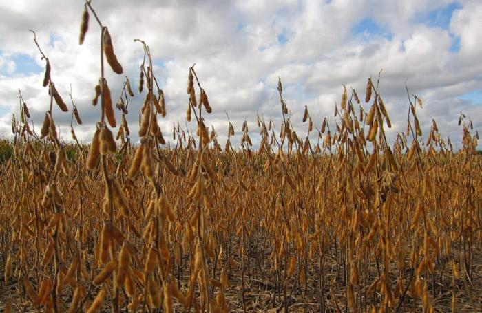 Soybean prices surge on heels of COVID, ASF