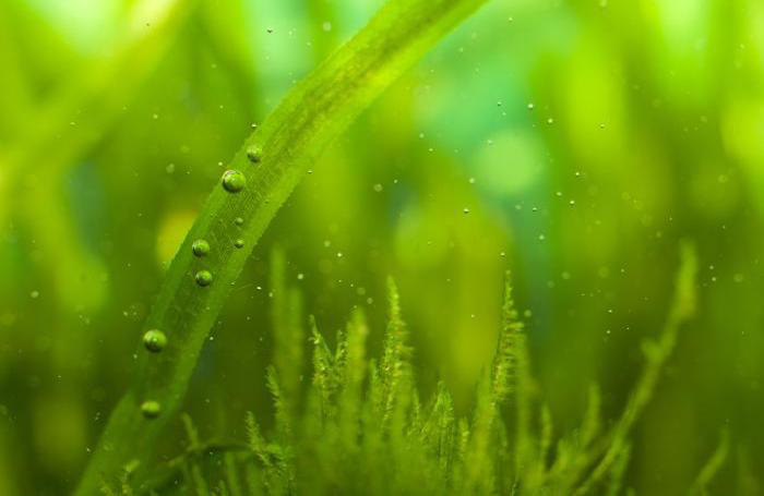 3 ways algae can improve egg quality