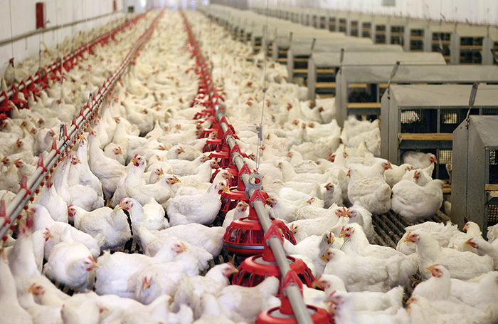 Insects: more than just a tasty treat for broilers