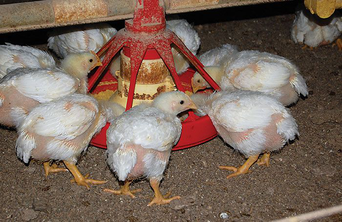 5 keys to successful antibiotic-free poultry production
