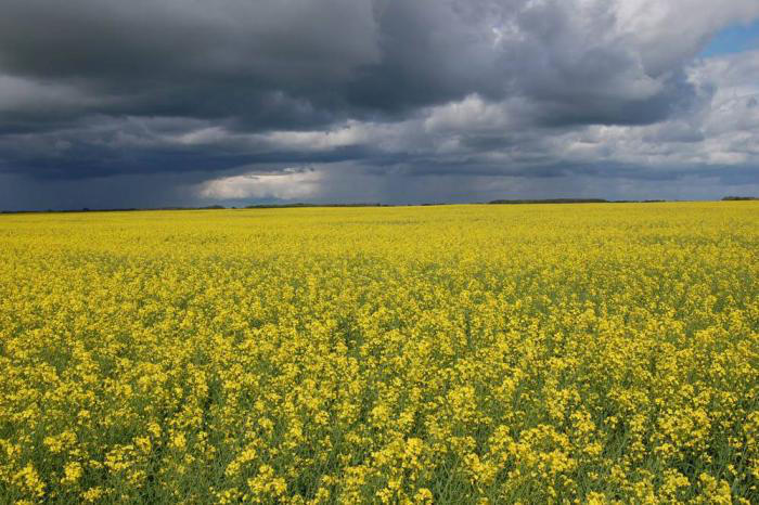 Further canola processing makes better meal for livestock feed