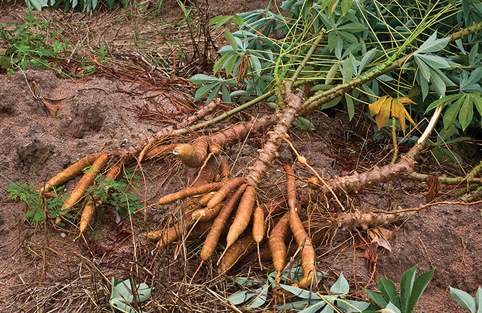 Using cassava as a global livestock feed ingredient