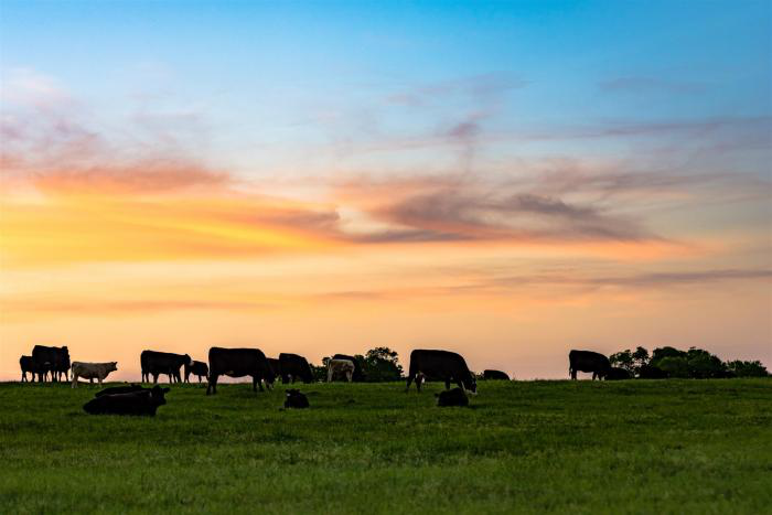 Dutch ministry abandons animal feed emissions rule