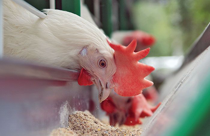 Trouw research examines copper dosage for poultry diets
