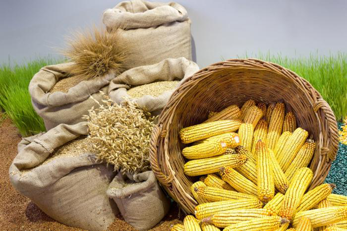 7 tips to replace wheat for corn in broiler formulas