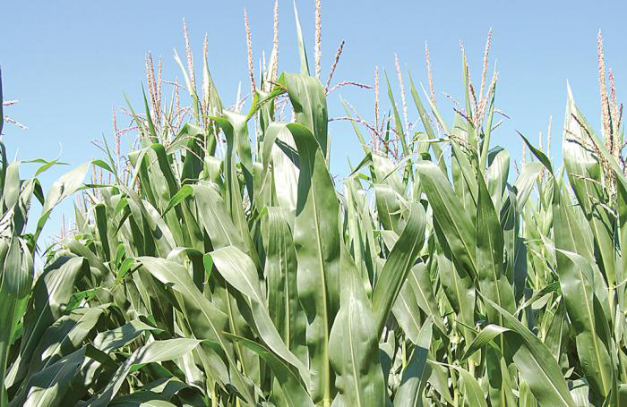 2020 US corn crop could set production record