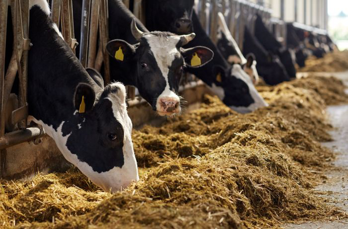 Improving dairy resilience, efficiency, emissions [VIDEO]