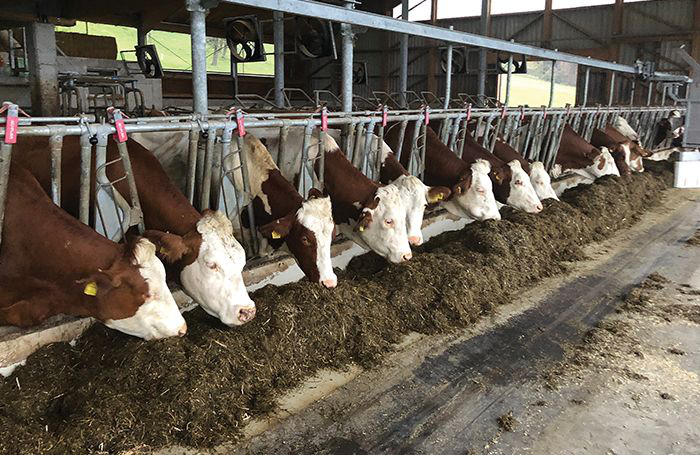 6 dairy cattle feed additive research insights