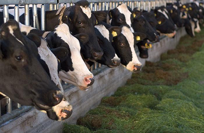 The time is now for sustainable animal, feed production