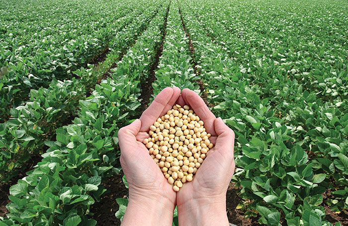 VIDEO: What sustainable soy means for feed producers