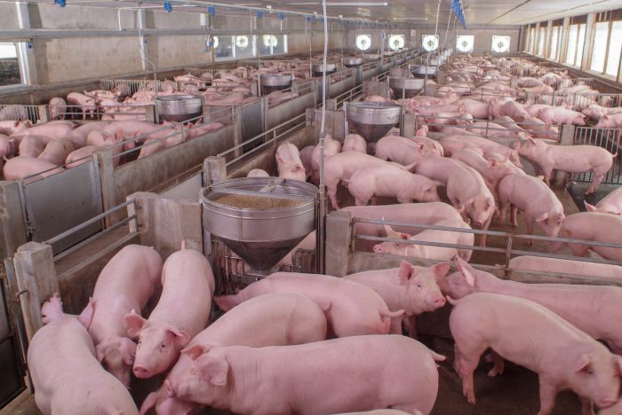 As China ups pork production, other markets must pivot