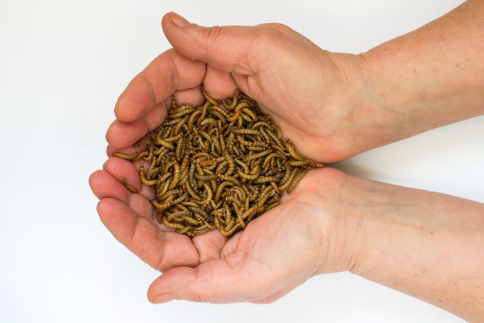UK company set to study optimal mealworm substrate