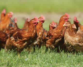 Organic poultry feeds suffer the consequences of historic errors