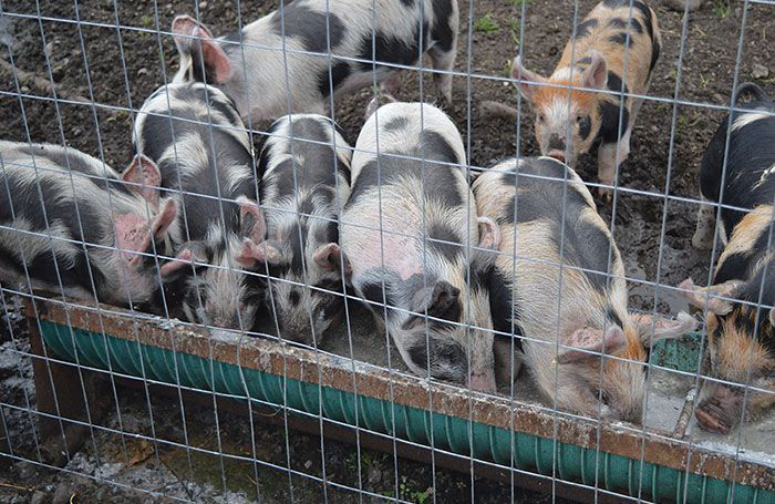 7 ways to increase weaned piglets’ feed intake