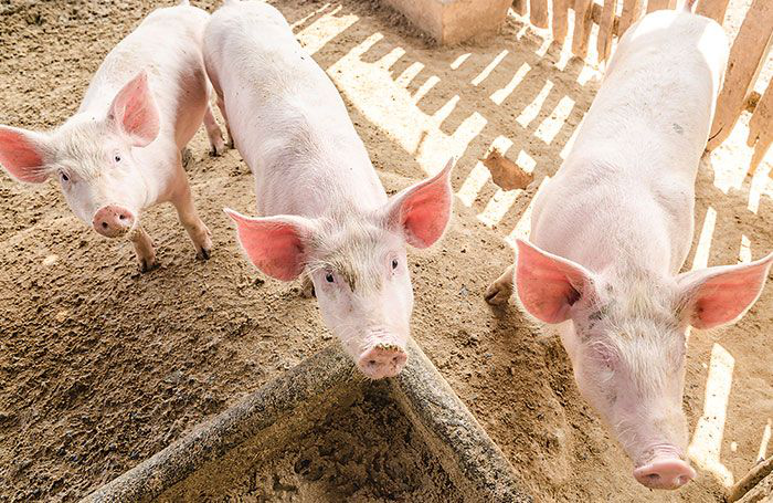 Medium-chain fatty acids: Protecting pigs from pathogens
