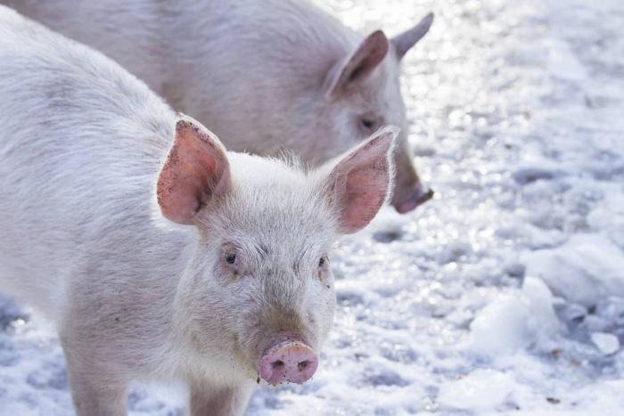 Biosecurity key to preventing PED virus spread in winter
