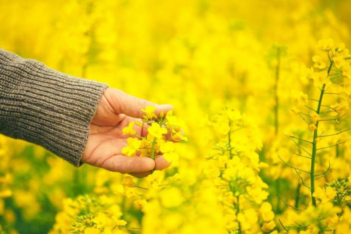 UK-grown rapeseed an attractive option for feed producers