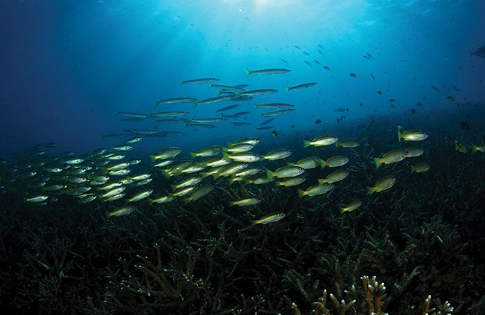 Study says aquaculture consumes more fish than it produces