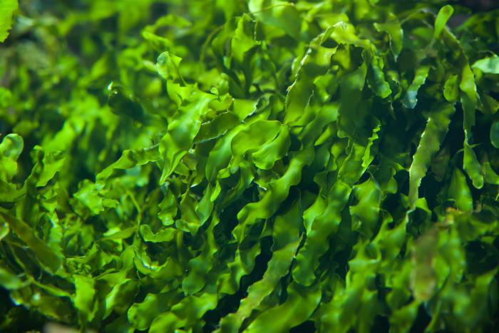 USDA awards $2.9 million to seaweed cattle feed study