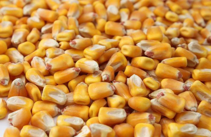 Corn prices soar on outbreak of war in Ukraine