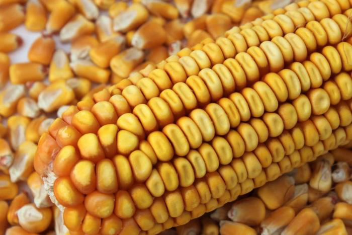 Mexico GMO corn ban includes animal feed imports