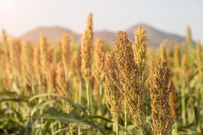 Kenyan poultry feed trials show sorghum’s promise