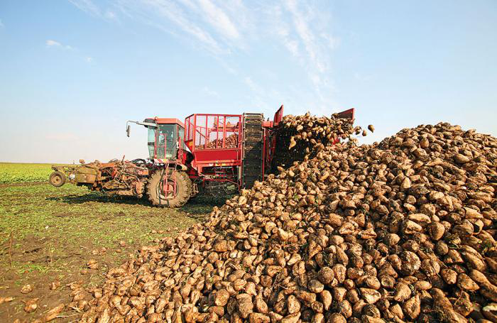 Why sugar beet pulp is an undervalued livestock feed