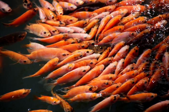 Could soy-based feed ingredients replace fishmeal?