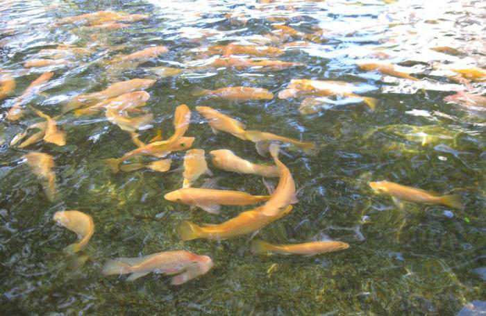 Tanzania explores fish farming in Lake Victoria
