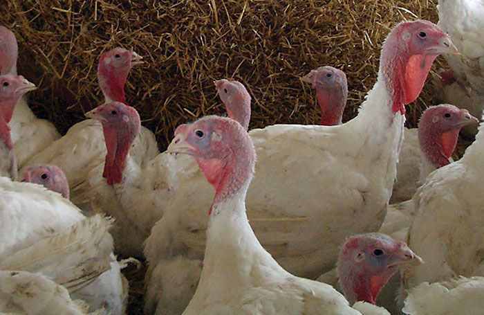 Agtegra to add turkey feed production to portfolio