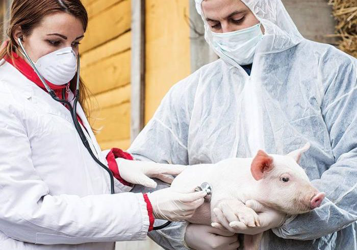 How biosecurity bolsters the US swine industry