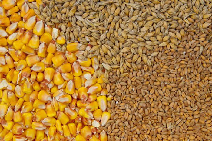 Starch in 4 major cereals used in farm animal feeds