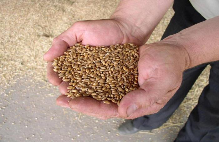Wheat gluten in young animal nutrition applications