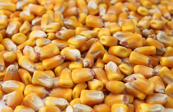 Corn shortage continues in Kenya