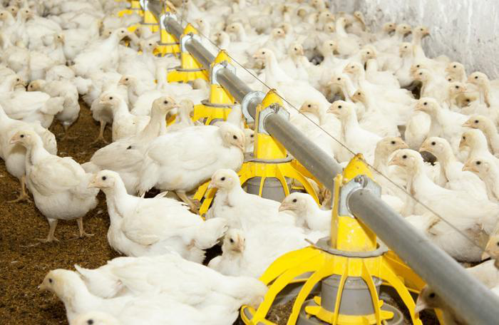 How will technology affect future poultry feed production?