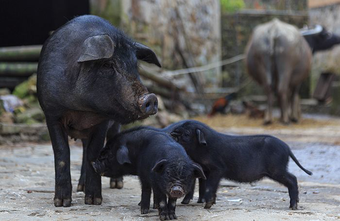 Four Asian states struggle to contain African swine fever