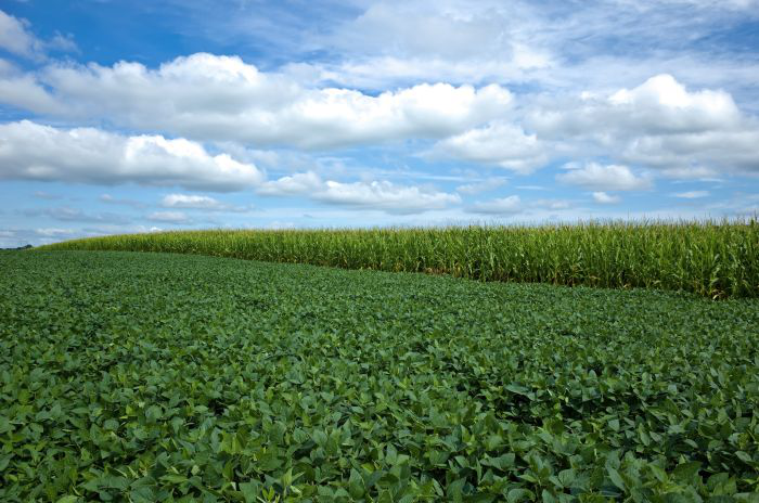 Reduced drought conditions improve corn, soybean yields
