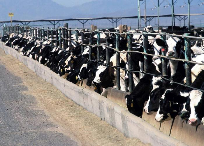 Dairy producers in central Kenya see output growth