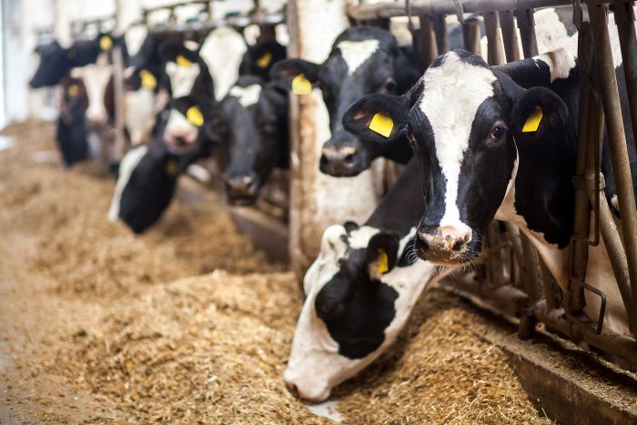 7 ways to prevent acidosis, bloating in dairy cows