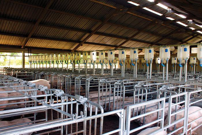New Hope Liuhe completes pig farm in Vietnam - Feed Strategy